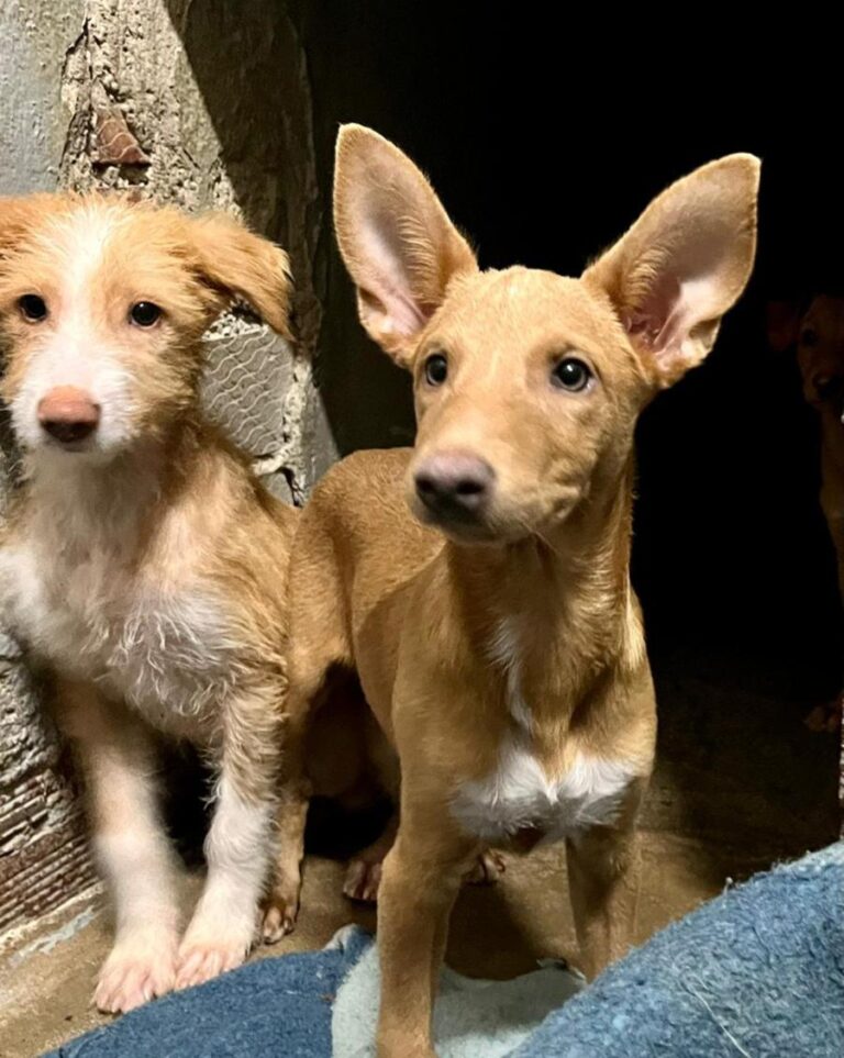 multimedia-foto80759-74-1