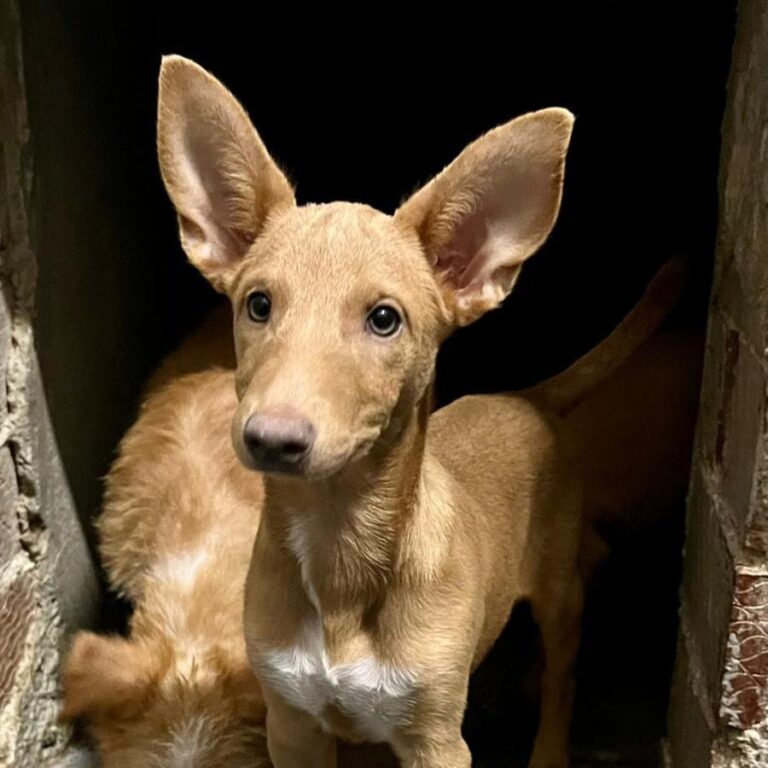 multimedia-foto80761-74-1