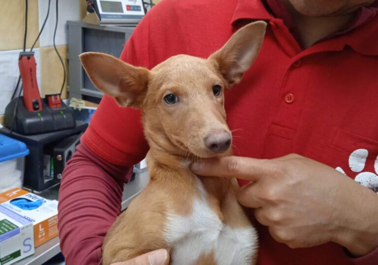 multimedia-foto80764-75-1