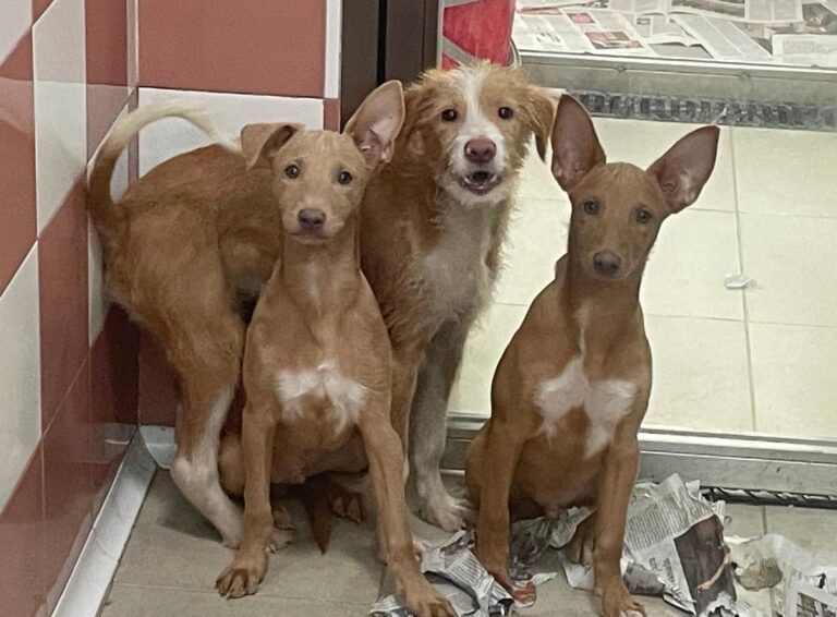 multimedia-foto80767-76-1