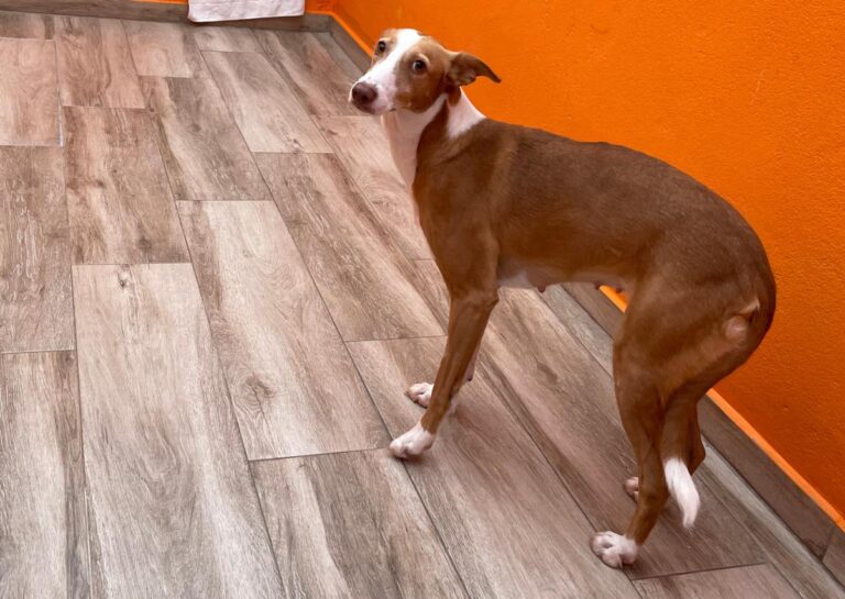 multimedia-foto80821-786-1