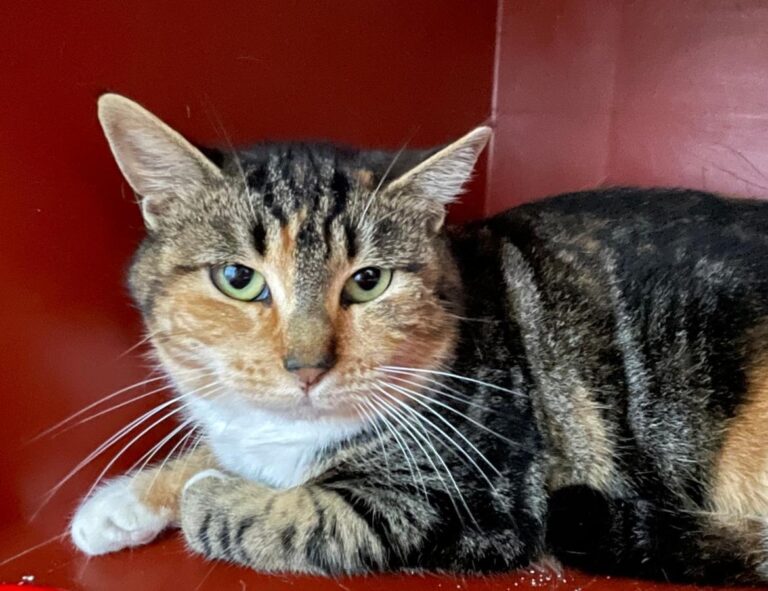 multimedia-foto80822-981-1