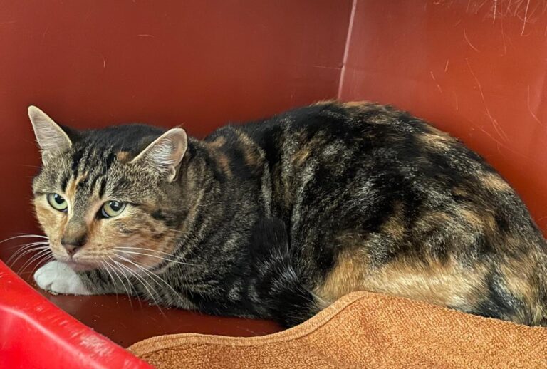 multimedia-foto80823-982-1