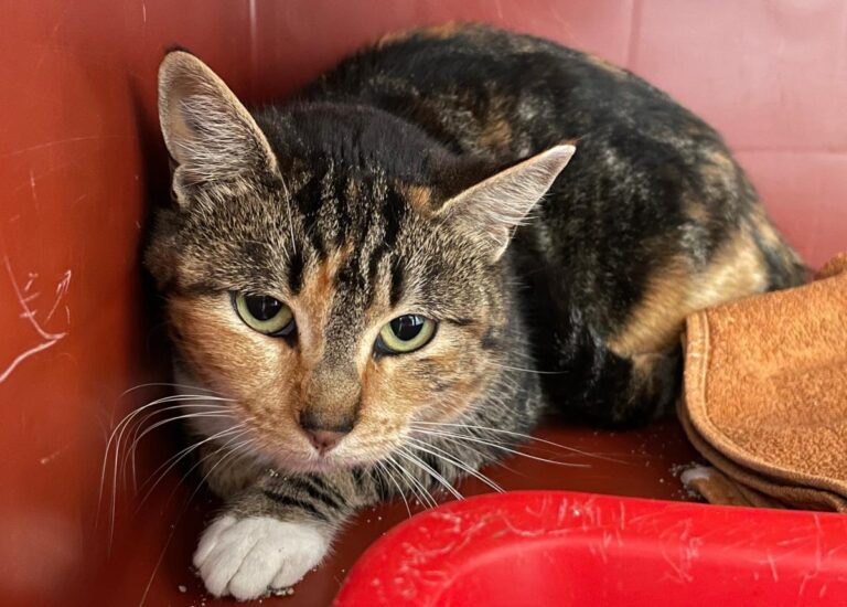 multimedia-foto80824-982-1