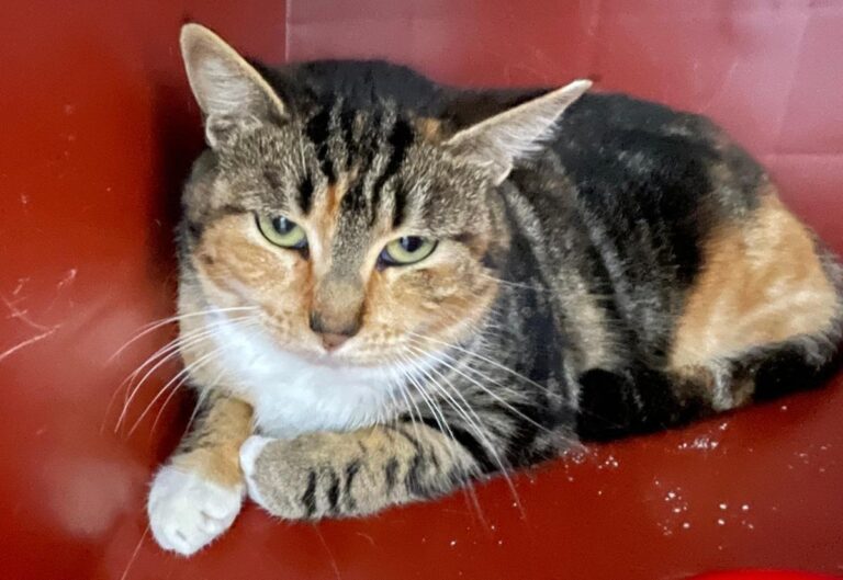 multimedia-foto80825-982-1