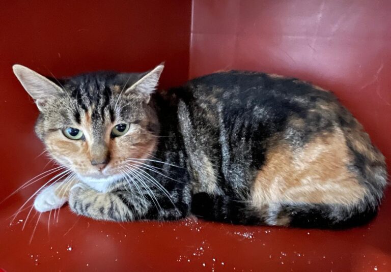 multimedia-foto80826-982-1