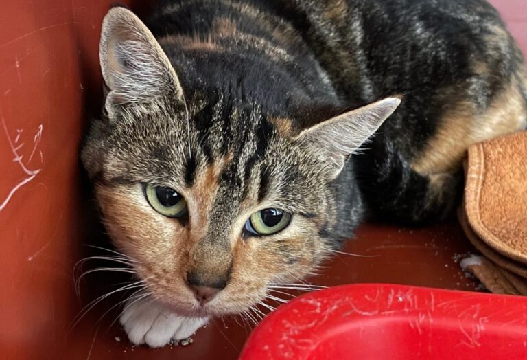 multimedia-foto80827-982-1