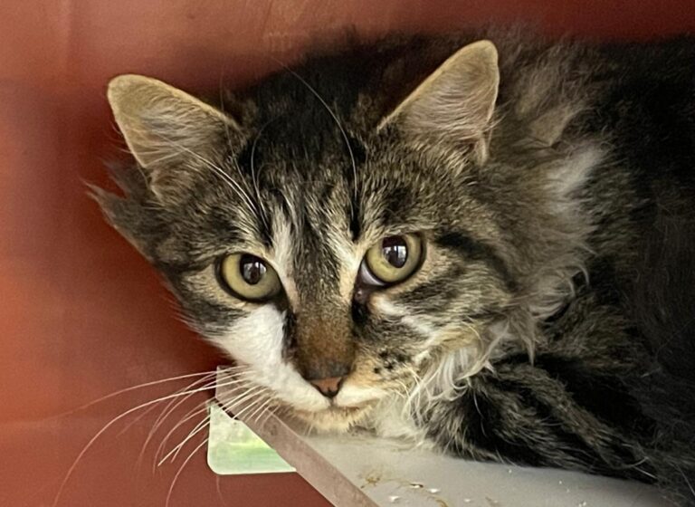 multimedia-foto80828-72-1