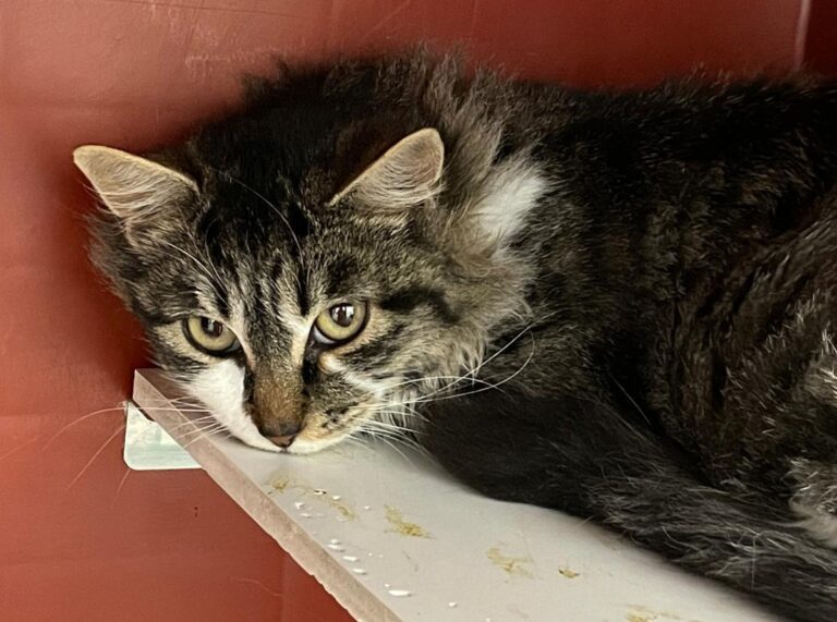 multimedia-foto80831-72-1