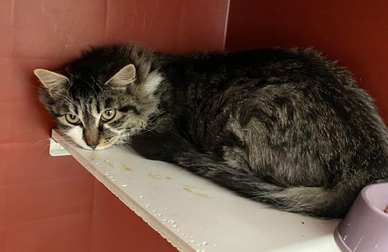 multimedia-foto80832-73-1