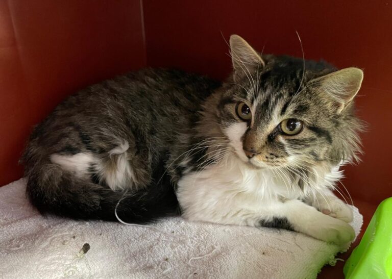 multimedia-foto80834-73-1