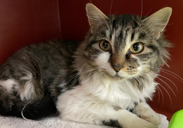 multimedia-foto80835-73-1