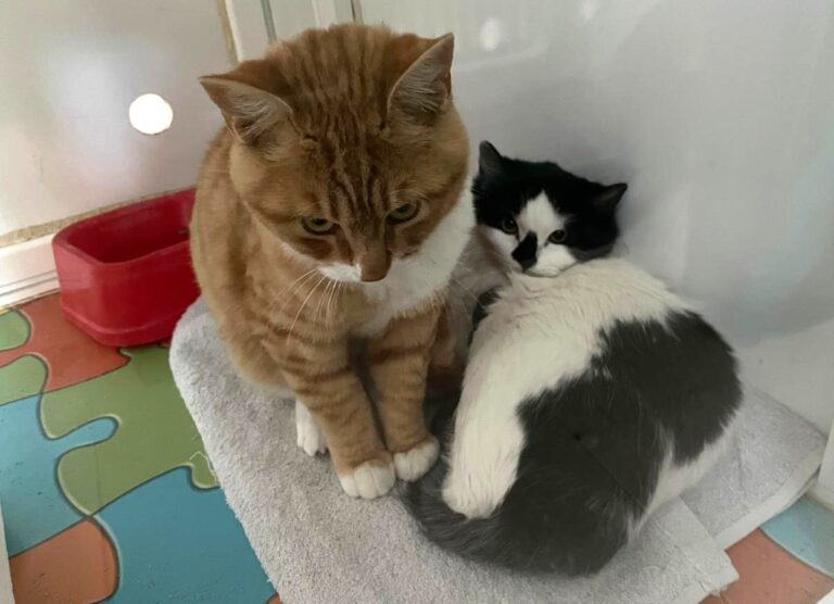 multimedia-foto80836-337-1