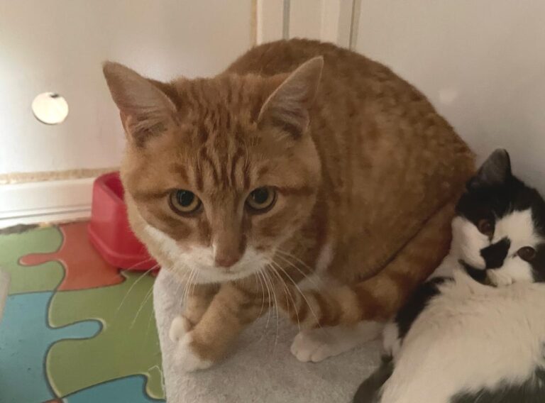 multimedia-foto80838-338-1