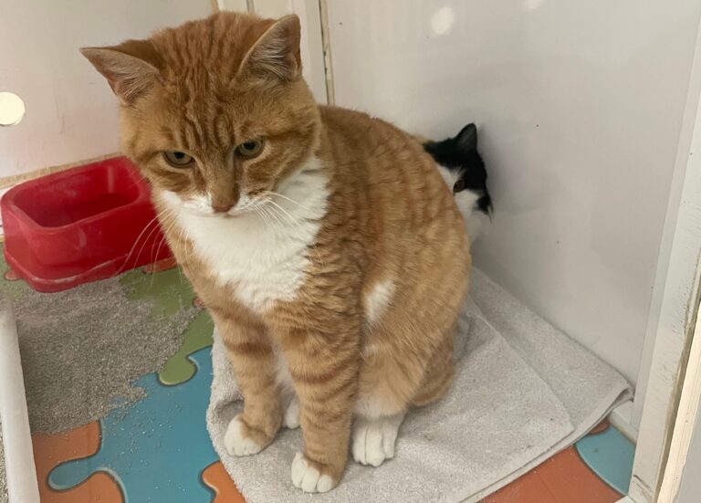 multimedia-foto80839-338-1