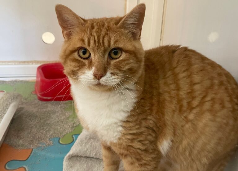 multimedia-foto80841-340-1