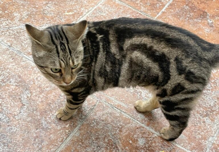 multimedia-foto80903-7-1