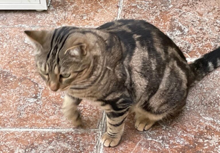 multimedia-foto80906-7-1