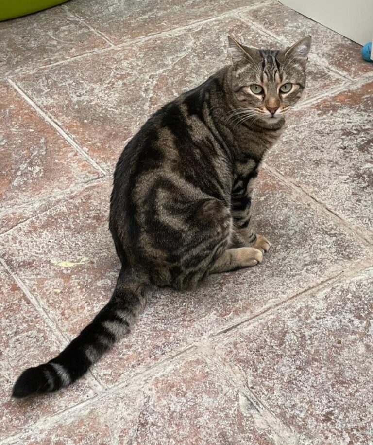 multimedia-foto80907-8-1