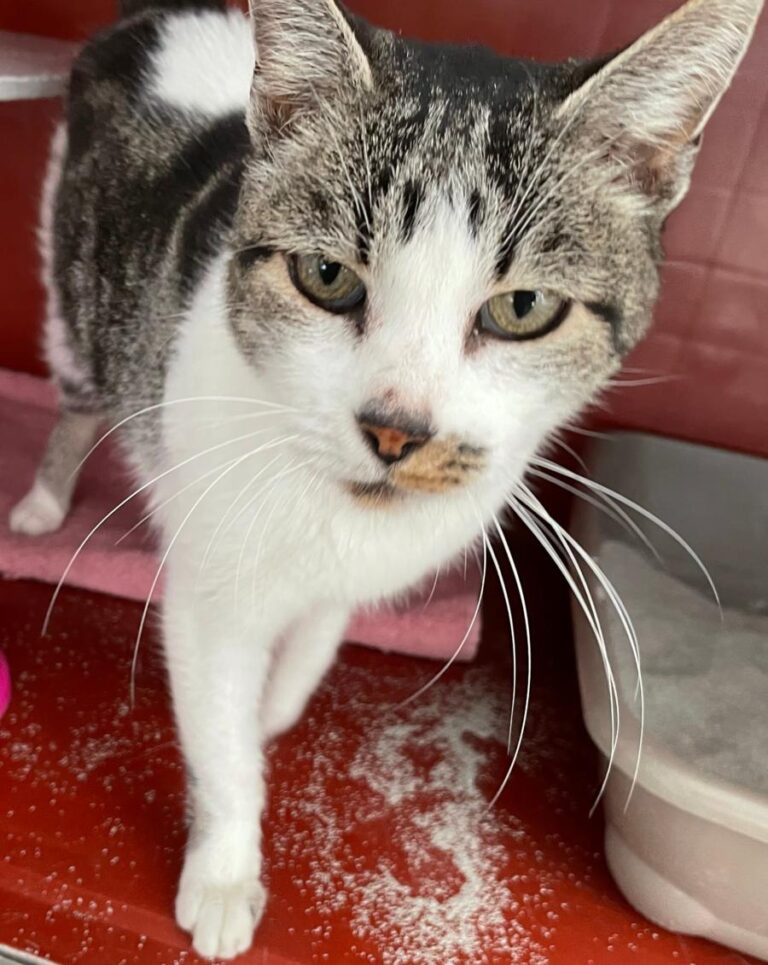 multimedia-foto80911-949-1