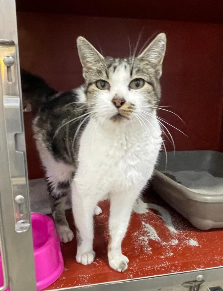 multimedia-foto80912-949-1