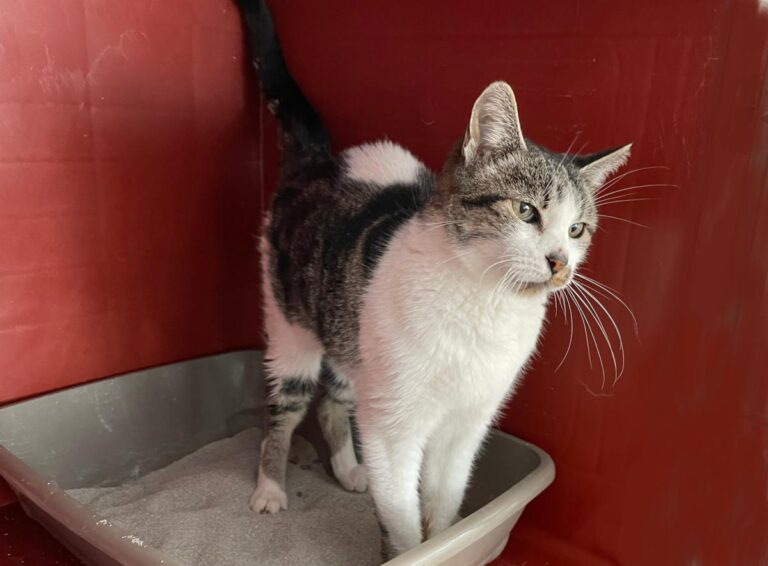 multimedia-foto80916-950-1