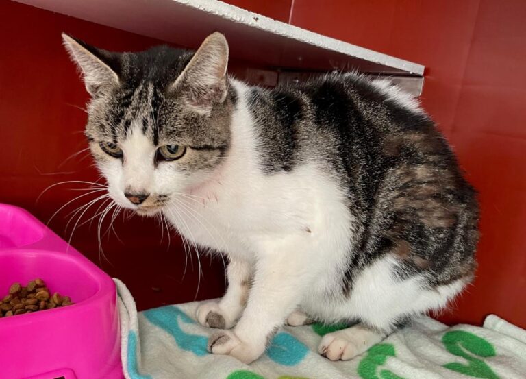 multimedia-foto80917-950-1