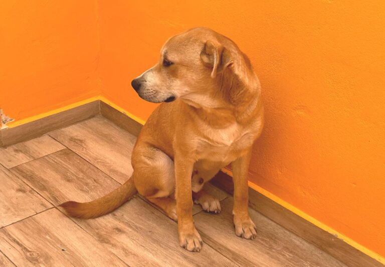 multimedia-foto80924-834-1