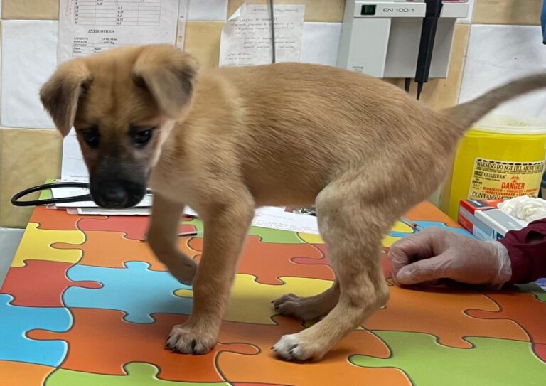 multimedia-foto80932-524-1