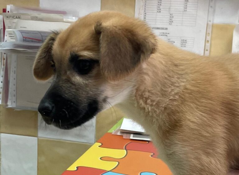 multimedia-foto80933-524-1