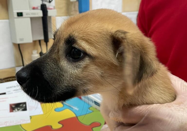 multimedia-foto80936-525-1