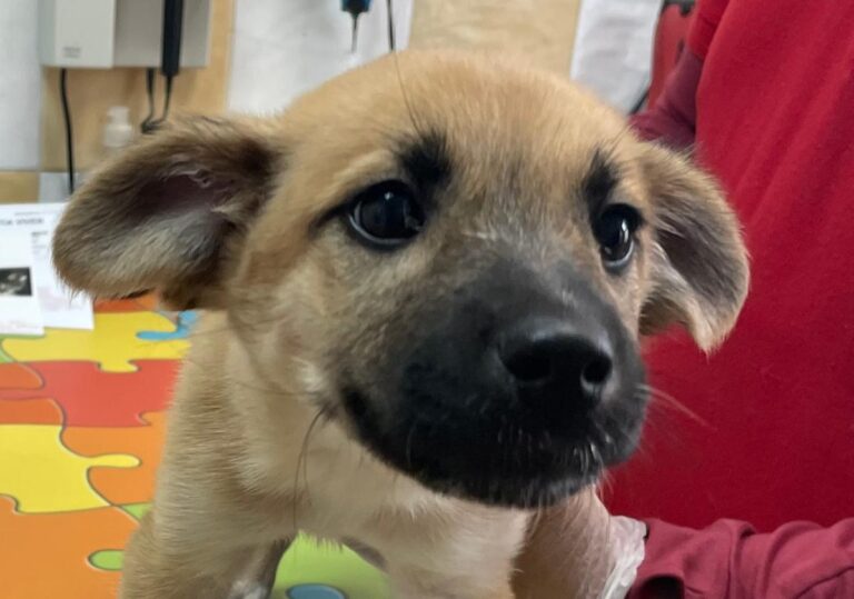 multimedia-foto80937-525-1