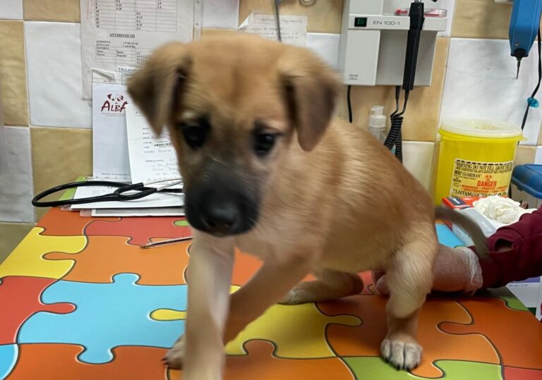 multimedia-foto80938-525-1