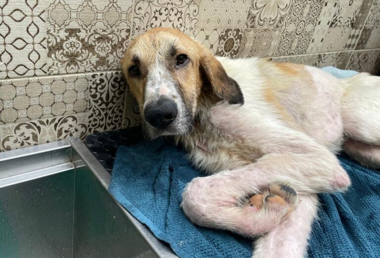 multimedia-foto80954-287-1