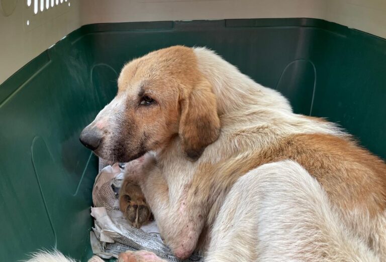 multimedia-foto80955-287-1