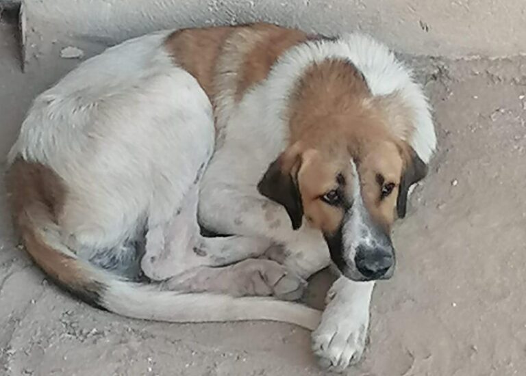 multimedia-foto80959-328-1