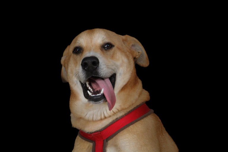 multimedia-foto80979-781-1