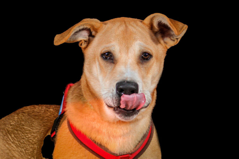 multimedia-foto80980-782-1