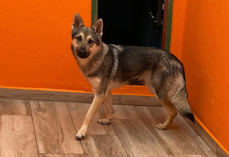 multimedia-foto80990-882-1