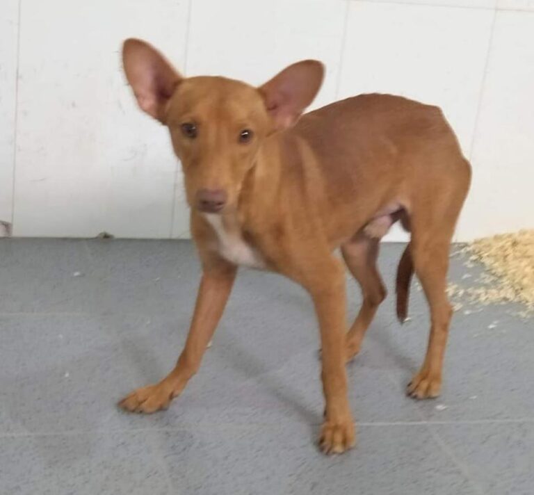 multimedia-foto81015-603-1