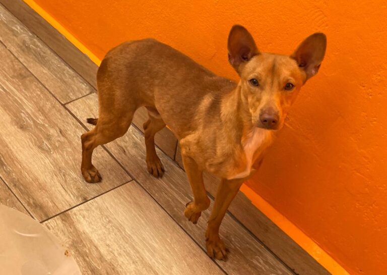 multimedia-foto81016-604-1