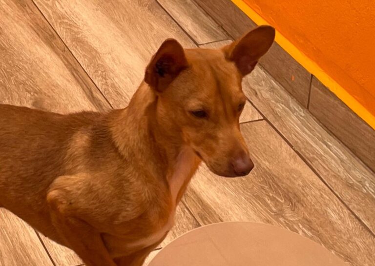 multimedia-foto81017-604-1