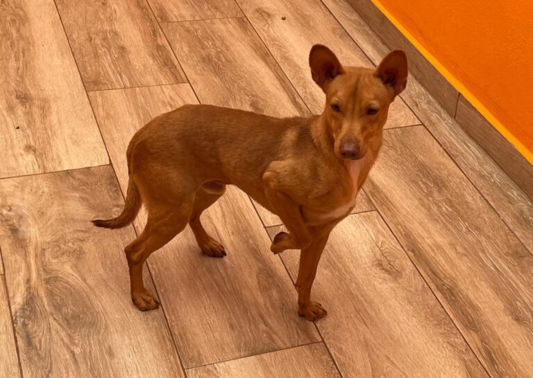 multimedia-foto81018-604-1