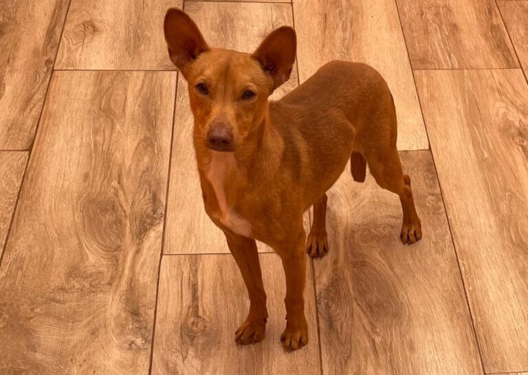 multimedia-foto81019-604-1