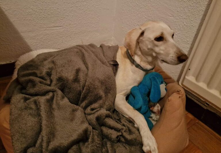 multimedia-foto81021-735-1