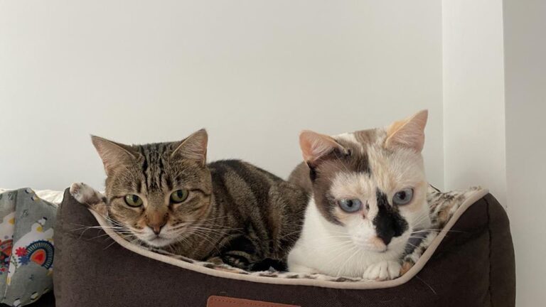 multimedia-foto81025-103-1