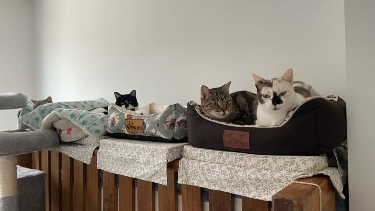 multimedia-foto81027-152-1