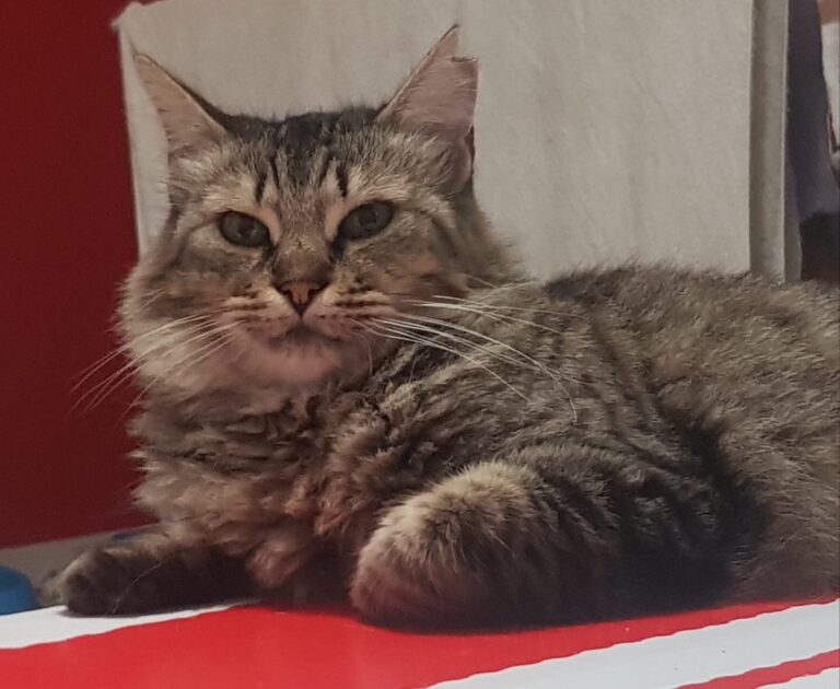 multimedia-foto81049-578-1