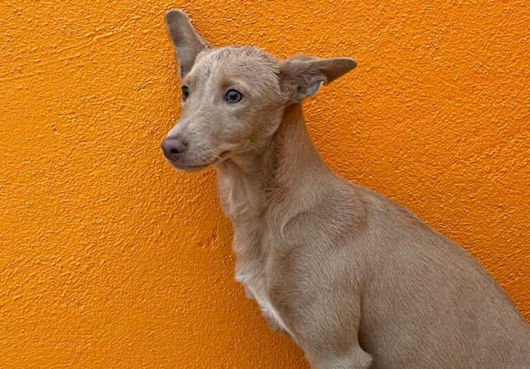 multimedia-foto81051-274-1