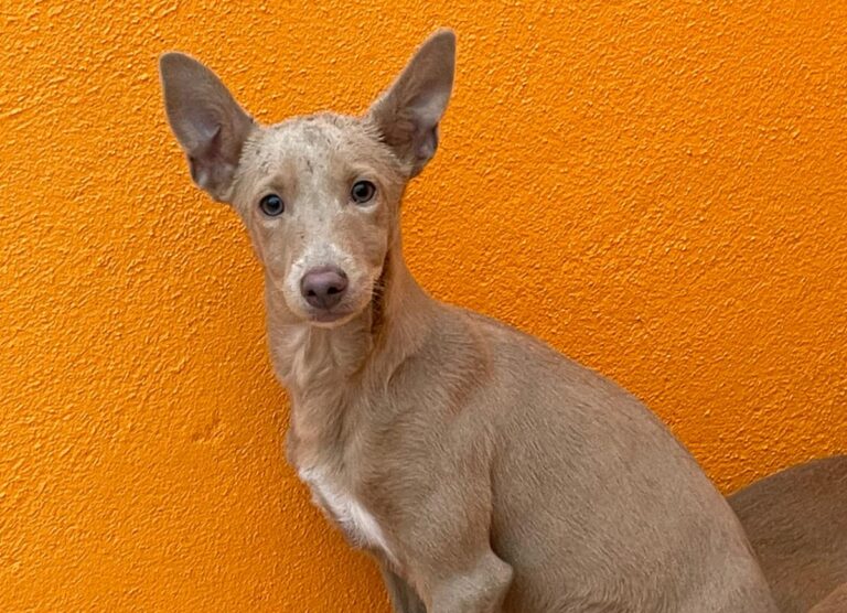 multimedia-foto81053-275-1